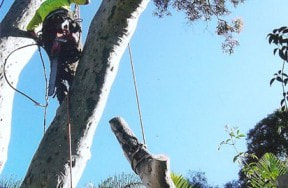 Sydney Tree Lopping Services